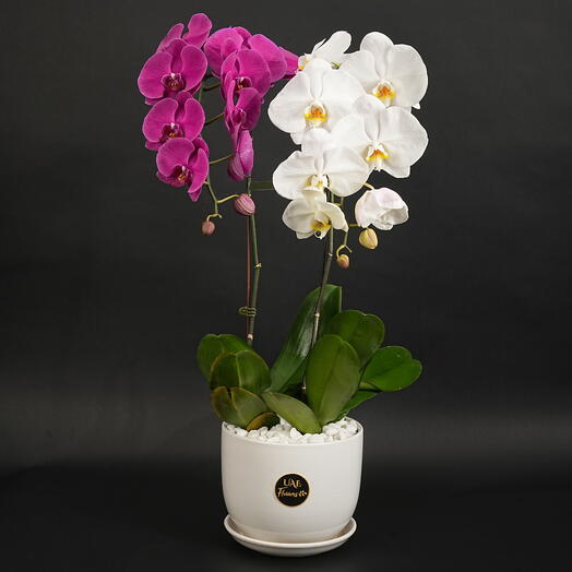 Duo Color Phalaenopsis Plant