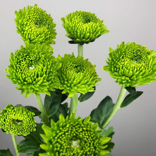 Chrysanthemum