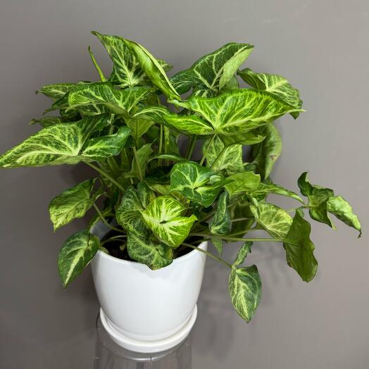 Сингониум в керамическом кашпо