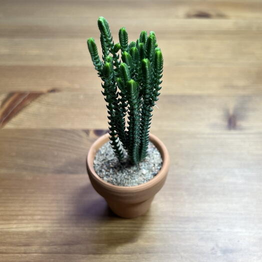 Крассула плауновидная