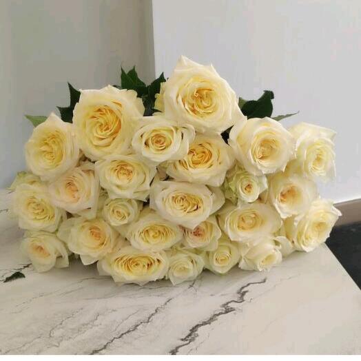 The rose is peony-shaped