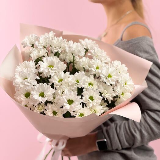 Chrysanthemums daisies