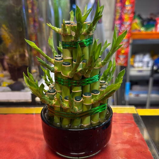 Lucky Bamboo 3Step