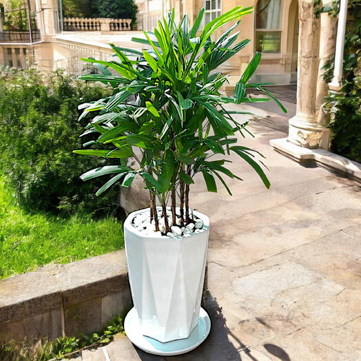 Rhapis Excelsa – Miniature Fan Palm – in a beautiful Ceramic Pot