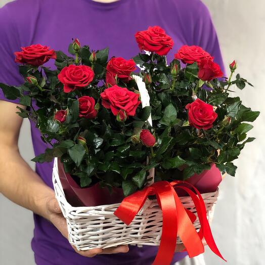 Композиция из живых роз в плетеной корзине
