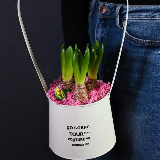 Гиацинты в металлическом кашпо