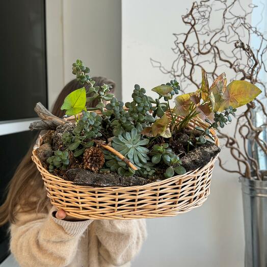 Композиция с горшечными растениями в корзине