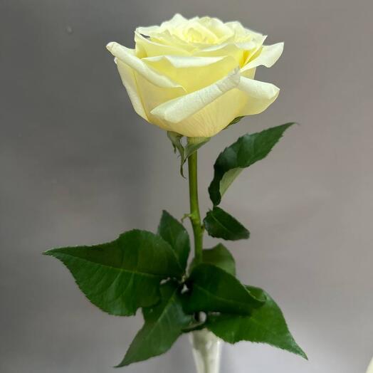 Роза Эквадор 60 см сорт Candlelight