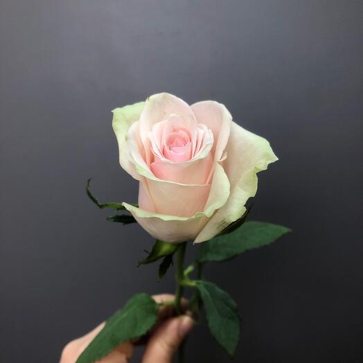 Rosa Kenia