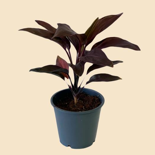 Art Flowers комнатное растение Кордилина 35 см