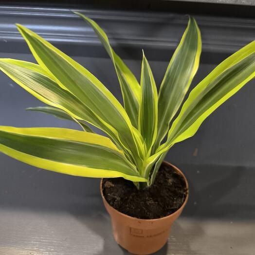 Комнатное растение Драцена