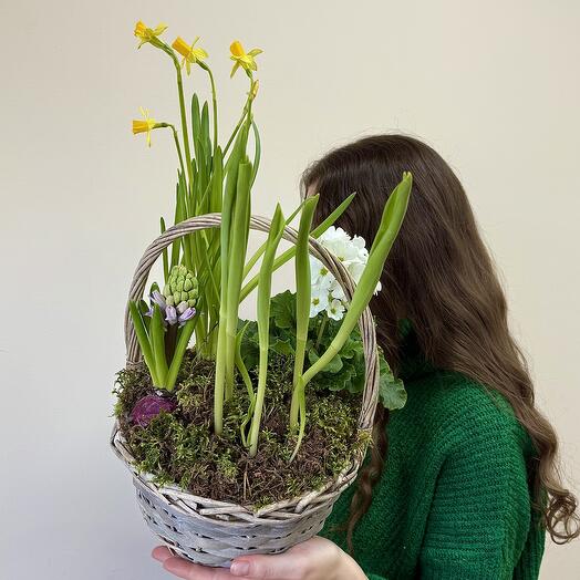Корзина Первоцветов Нарцисс, гиацинт, мускари, примулаи