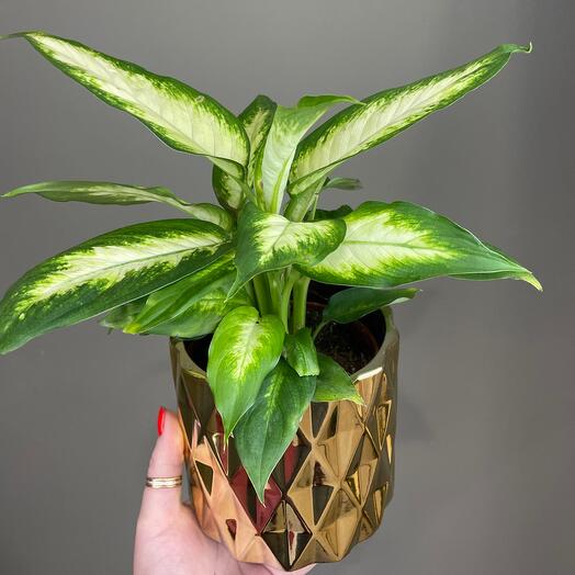 Диффенбахия