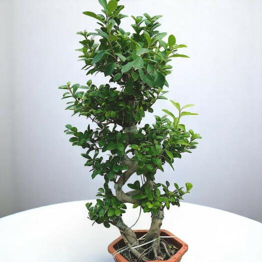 Ficus Bonsai 1m