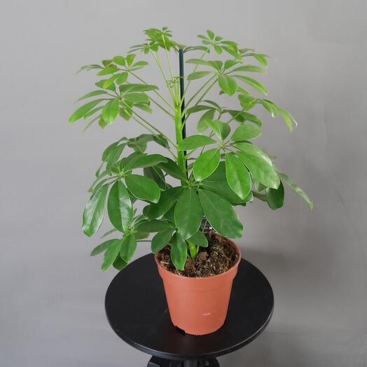 Шеффлера Нора д12