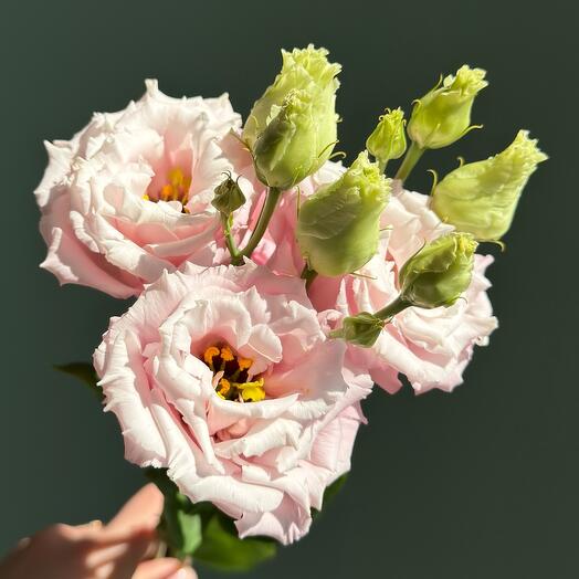 Эустома Pink