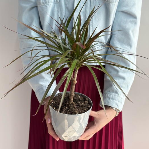 Драцена Маргината пересаженная в белое кашпо