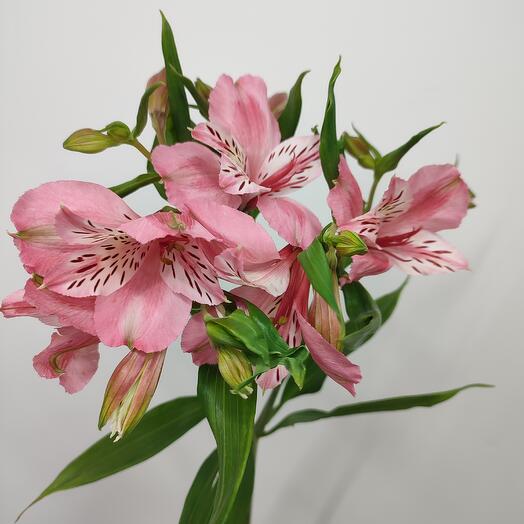 Альстромерия р