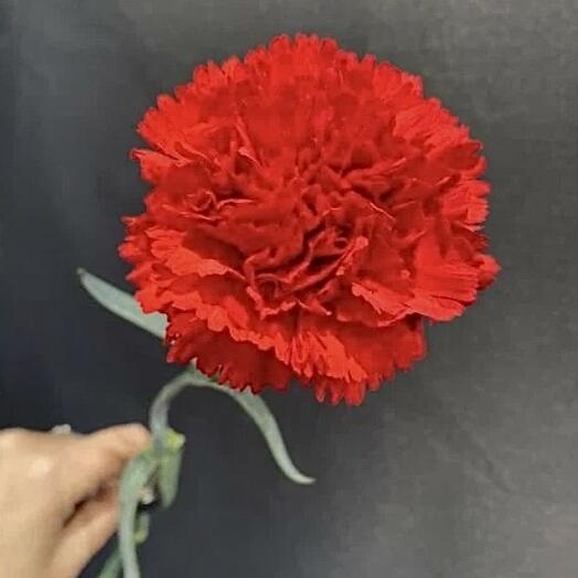 Красная гвоздика