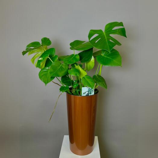 Монстера 80см