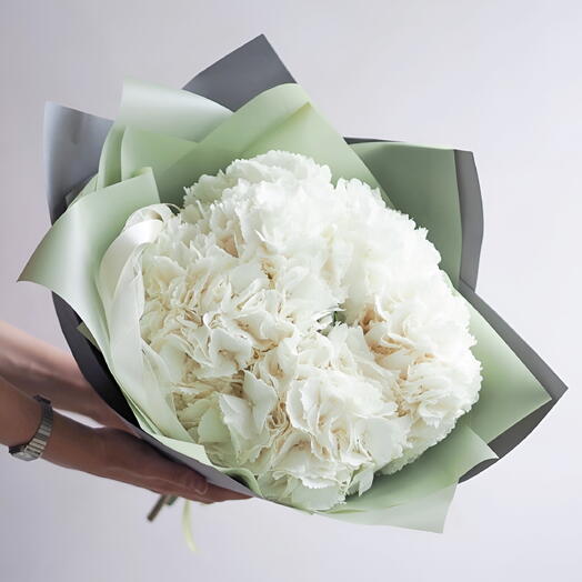 Hydrangea White Cloud