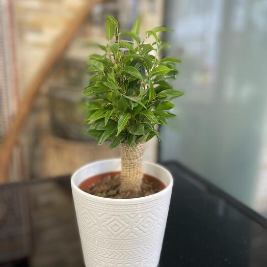 Mini Ficus