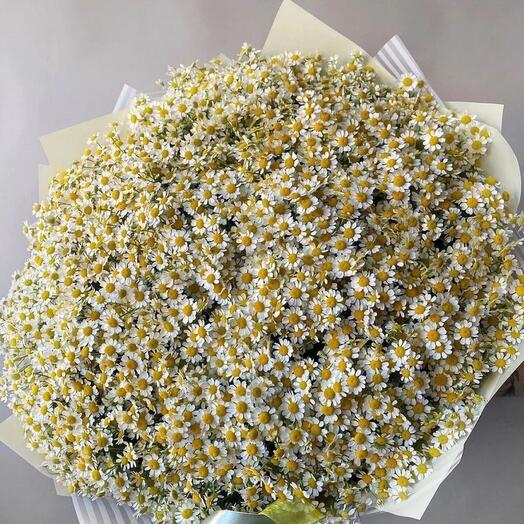Ромашки букет ромашек