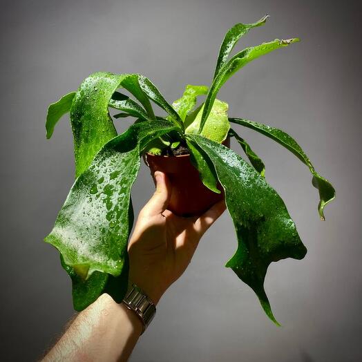 Платицериум Бифуркатум