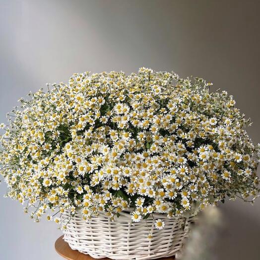 Корзина с ромашками