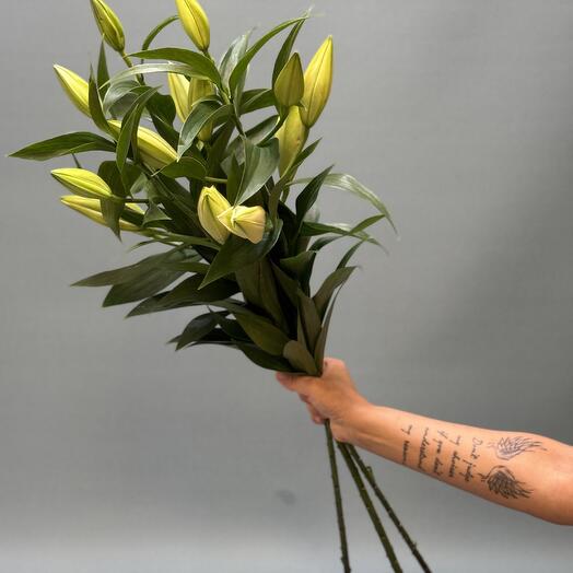 Букет из лилии Ориентальной под ленту (Ароматной) 3 шт