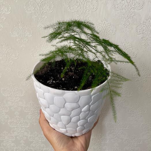 Комнатное растение Аспарагус перистый