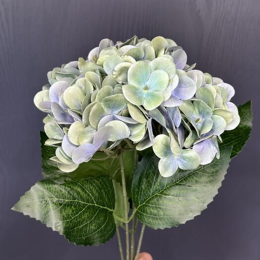 Гортензия зелено- голубая