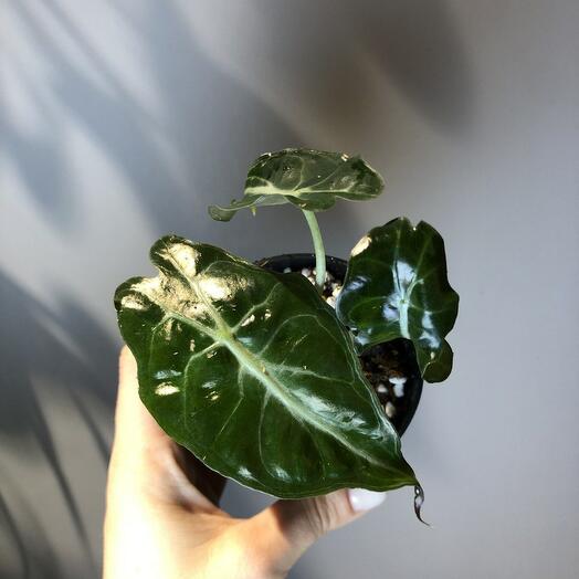 Алоказия Веном