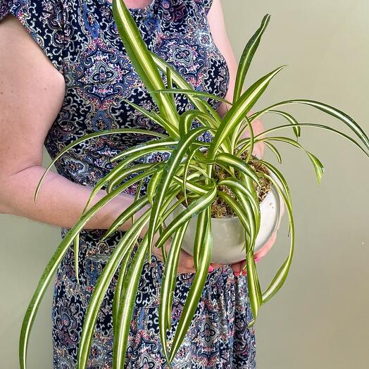 Хлорофитум в сером глазированном горшке