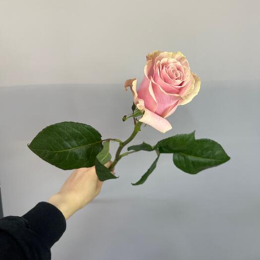 Роза «Pink Mondial» эквадорская 💗