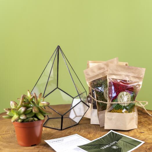 Набор для флориста: Геометрический флорариум "Капля" + суккулент Седум