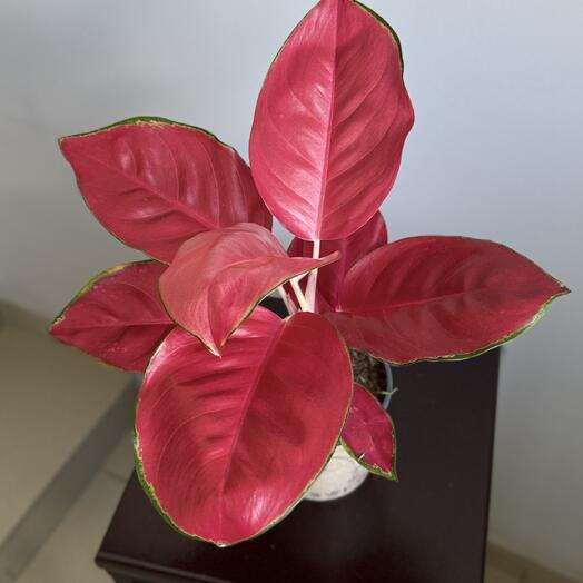 Аглаонема D12
