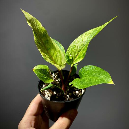 Антуриум Ренессанс вариегатный