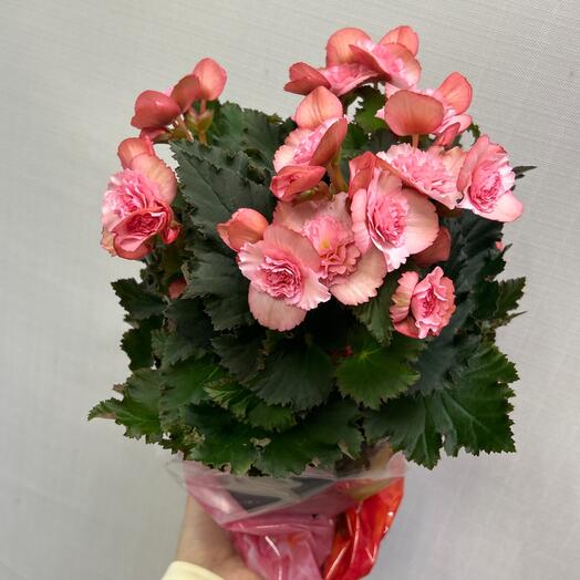 Бегония розовая 💖