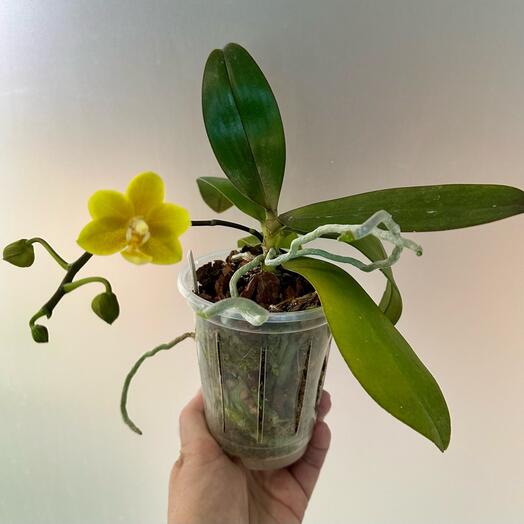 Фаленопсис Phal. LTNA1124 P.(Yaphon Perfume-Sogo Manager) ES  (цветёт)