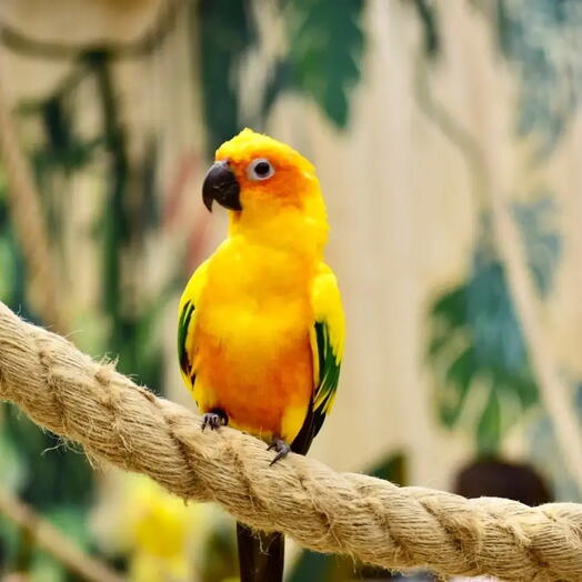 Подарочный сертификат «Галерея птиц Попугайня» (1 час, 1 детский)