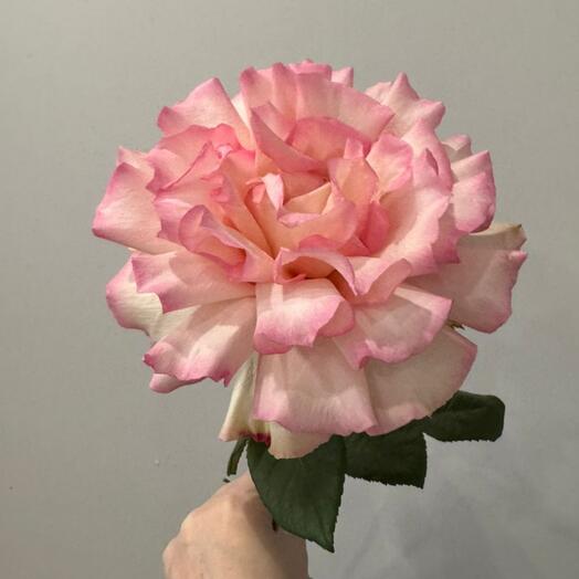 Французская роза