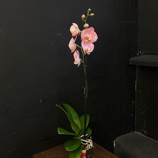 Орхидея Фаленопсис Падова