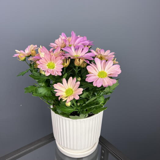 Хризантема розовая в керамическом горшке, высота 35см