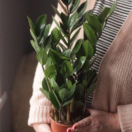 Замиокулькас 12 см горшок