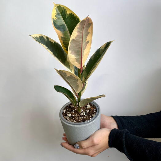 Комнатное растение живое, фикус Эластика Тинеке в бетонном горшке, 32 см