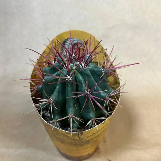 Кактус 🌵 6