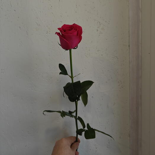 Роза малиновая