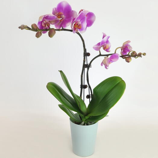 Орхидея Лавандовая нежность (фаленопсис), D-9