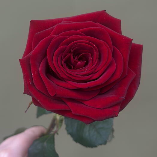 Роза Red Naomi 70см